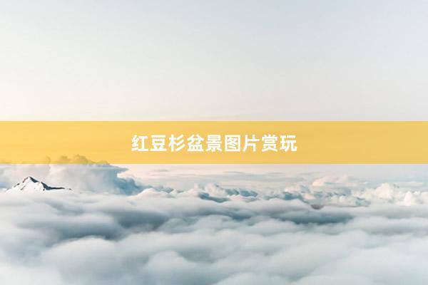 红豆杉盆景图片赏玩
